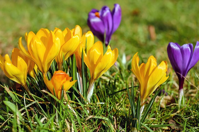 krokus voorjaar lente bloem geel paars